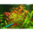 Людвигия грандулоза (Ветка) Ludwigia grandulosa - 