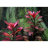 Людвигия грандулоза (Ветка) Ludwigia grandulosa - 