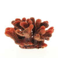 Коралл Vitality красный 24x21x13,5см (SH9026R)