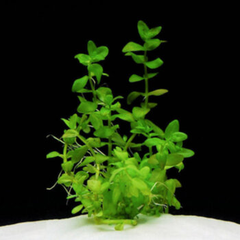 Бакопа каролинская (Горшок) Bacopa caroliniana 