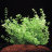 Микрантемум малоцветковый (Пучок) Micranthemum Micranthemoides - 
