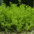 Микрантемум малоцветковый (Пучок) Micranthemum Micranthemoides - 