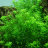 Микрантемум малоцветковый (Пучок) Micranthemum Micranthemoides - 
