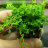 Микрантемум малоцветковый (Пучок) Micranthemum Micranthemoides - 