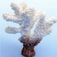 Коралл Vitality белый 10,2х7,2х12см (SH9203W)