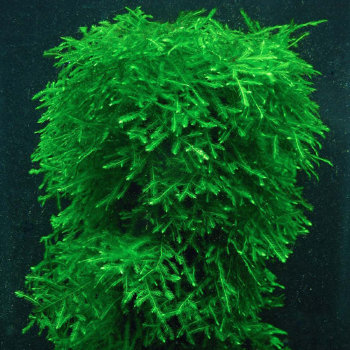 Мох Плакучий (10 гр.) Weeping Moss 