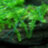 Мох Плакучий (10 гр.) Weeping Moss - 