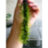 Мох Плакучий (10 гр.) Weeping Moss - 