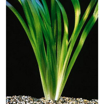 Валлиснерия Гигантская (Горшок) Vallisneria Gigantea 