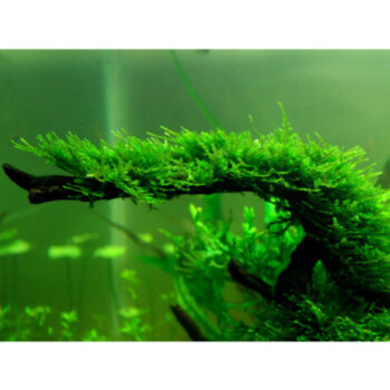 Мох Рождественский (10 гр.) Christmas Moss 