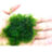 Мох Рождественский (10 гр.) Christmas Moss - 