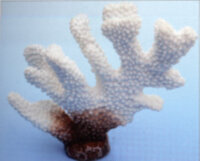Коралл Vitality белый 13х5х11,5см (SH9202W)