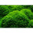 Мох Феникс (10 гр.) Phoenix moss - 