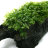 Мох Феникс (10 гр.) Phoenix moss - 