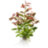Гигрофила Узорчатая (Горшок) Hygrophila Polysperma Rosa Nervis - 