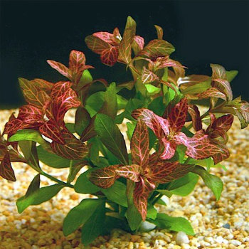 Гигрофила Узорчатая (Горшок) Hygrophila Polysperma Rosa Nervis 