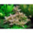 Гигрофила Узорчатая (Горшок) Hygrophila Polysperma Rosa Nervis - 