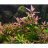 Гигрофила Узорчатая (Горшок) Hygrophila Polysperma Rosa Nervis - 