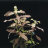 Гигрофила Узорчатая (Горшок) Hygrophila Polysperma Rosa Nervis - 
