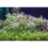 Гигрофила Узорчатая (Горшок) Hygrophila Polysperma Rosa Nervis - 