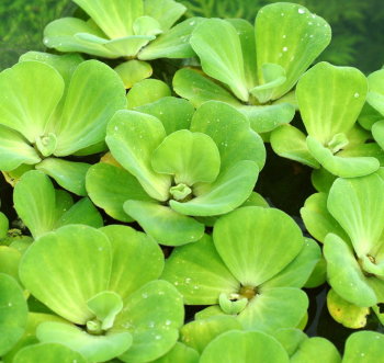 Пистия (Куст) Pistia 