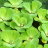 Пистия (Куст) Pistia - 