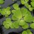 Пистия (Куст) Pistia - 