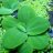 Пистия (Куст) Pistia - 