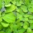 Пистия (Куст) Pistia - 