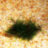 Мох яванский (10 гр.) Vesicularia dubyana - 