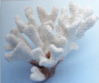 Коралл Vitality белый 17х14х11см (SH9200W)