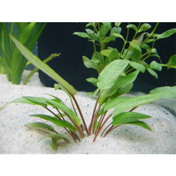 Криптокорина Бекета (Пучок) Cryptocoryne becketii 