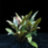 Криптокорина Бекета (Пучок) Cryptocoryne becketii - 