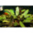 Криптокорина Бекета (Пучок) Cryptocoryne becketii - 