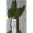 Криптокорина Бекета (Пучок) Cryptocoryne becketii - 