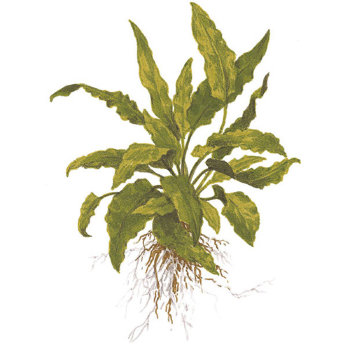 Криптокорина Вендта Зеленая (Горшок) Cryptocoryne wendtii Green 