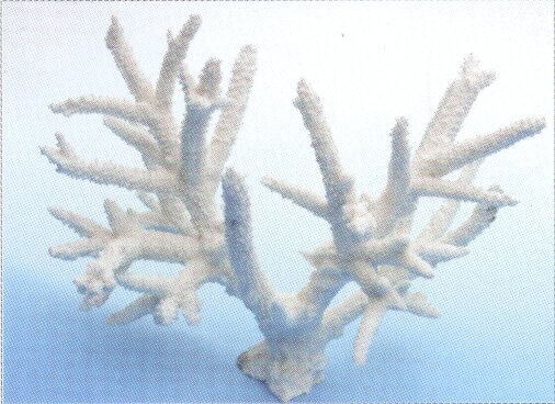 Коралл Vitality белый 26х15х18см (SH036MW)