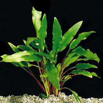 Криптокорина Желтая (Горшок) Cryptocoryne Lutea 