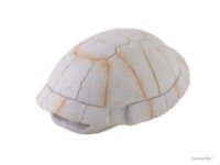 Убежище-декор Exo-Terra Панцирь черепахи для террариума