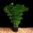 Лимнофила сидячецветковая (Горшок) Limnophila sessiliflora - 