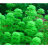 Лимнофила сидячецветковая (Горшок) Limnophila sessiliflora - 