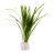 Сагитария субулата (Пучок) Sagittaria subulata - 