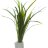 Сагитария субулата (Пучок) Sagittaria subulata - 