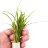 Сагитария субулата (Пучок) Sagittaria subulata - 