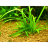 Сагитария субулата (Пучок) Sagittaria subulata - 