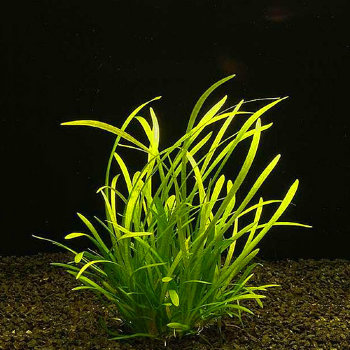 Сагитария субулата (Пучок) Sagittaria subulata 
