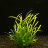 Сагитария субулата (Пучок) Sagittaria subulata - 