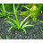Сагитария субулата (Пучок) Sagittaria subulata - 