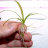 Сагитария субулата (Пучок) Sagittaria subulata - 