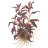 Людвигия грандулоза (Горшок) Ludwigia grandulosa - 